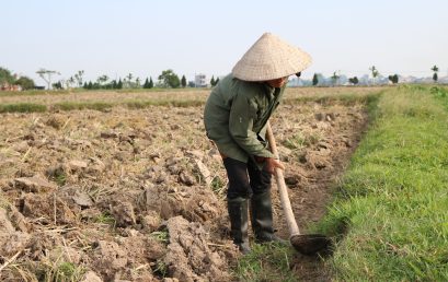 Cày ải đất – Lợi ích trong sản xuất lúa