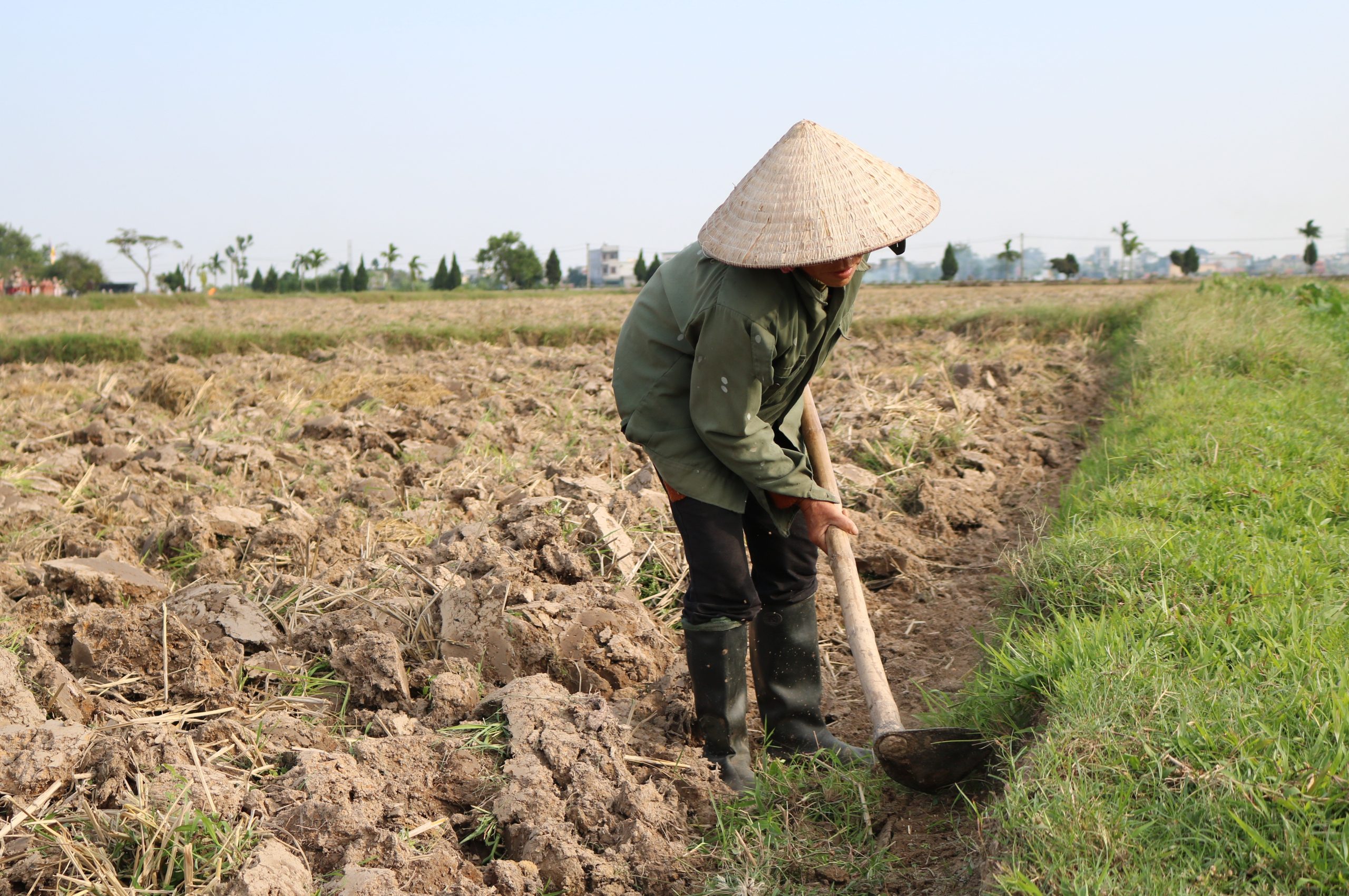 Cày ải đất – Lợi ích trong sản xuất lúa